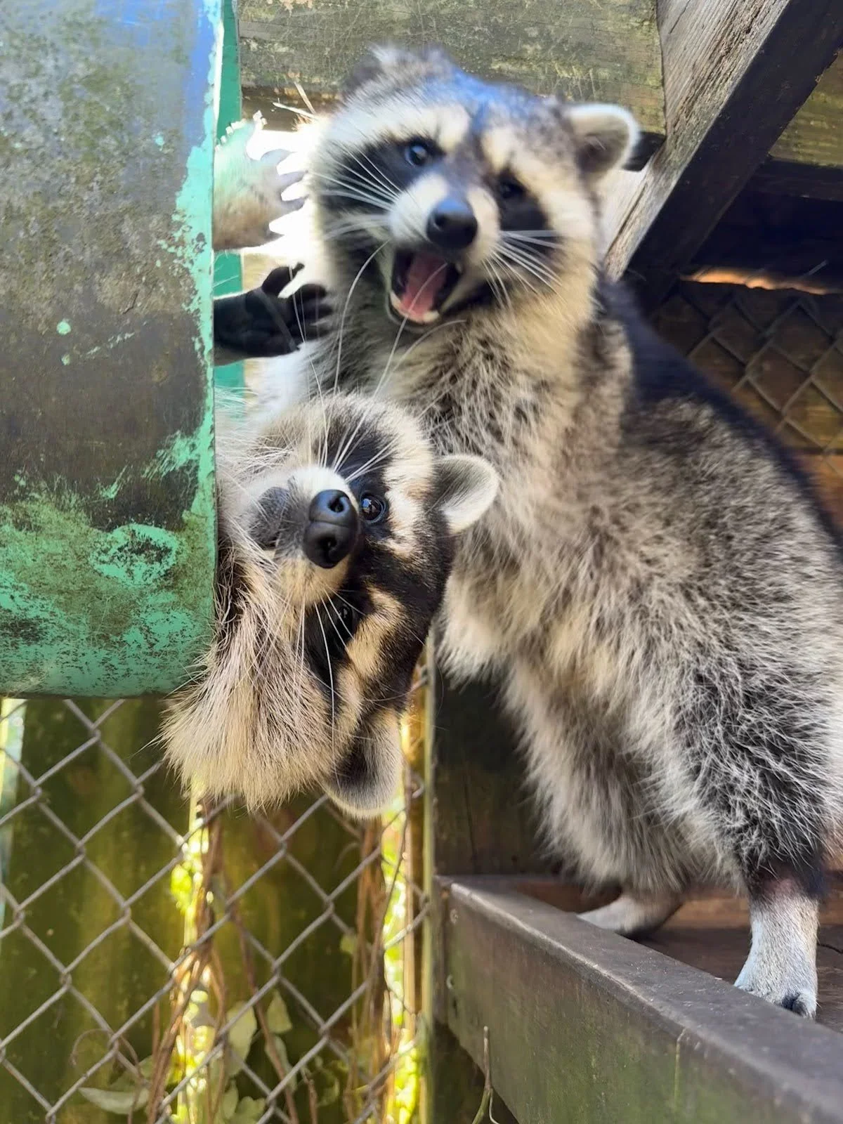 Simon & Melvin the North American Raccoons — Magnolia Plantation